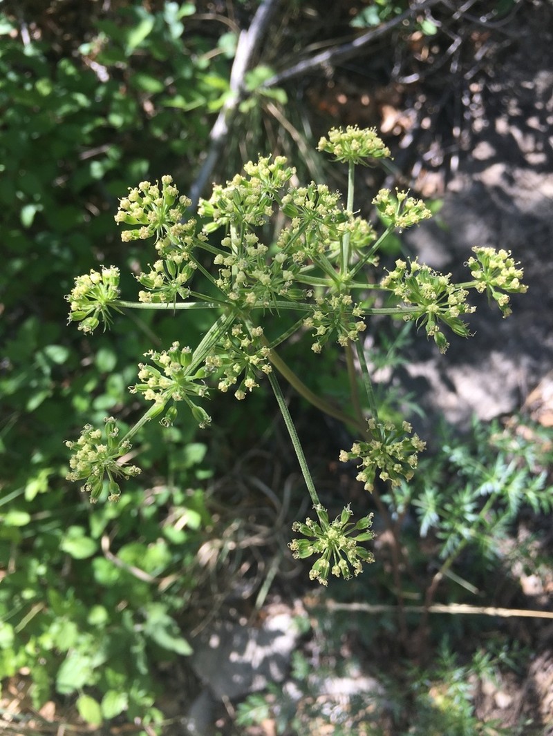 Trans-Pecos False Mountainparsley photo 3