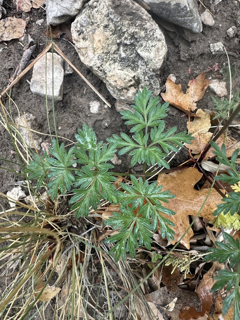 Trans-Pecos False Mountainparsley photo 4