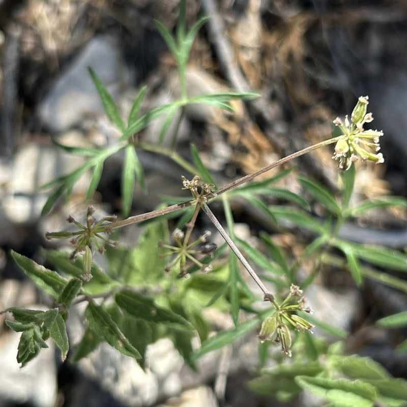 Trans-Pecos False Mountainparsley photo 5