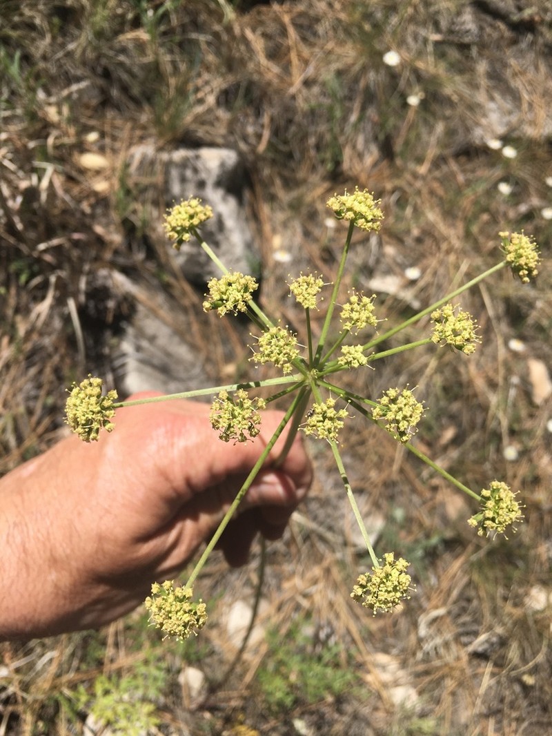 Trans-Pecos False Mountainparsley photo 6