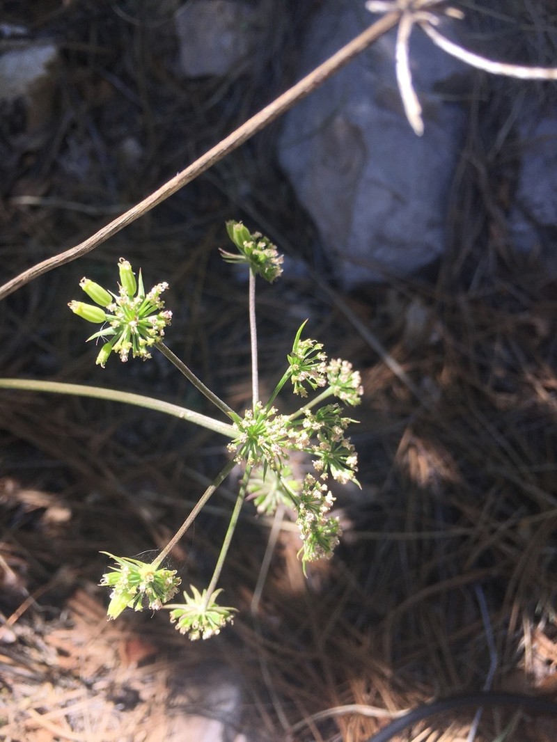 Trans-Pecos False Mountainparsley photo 7