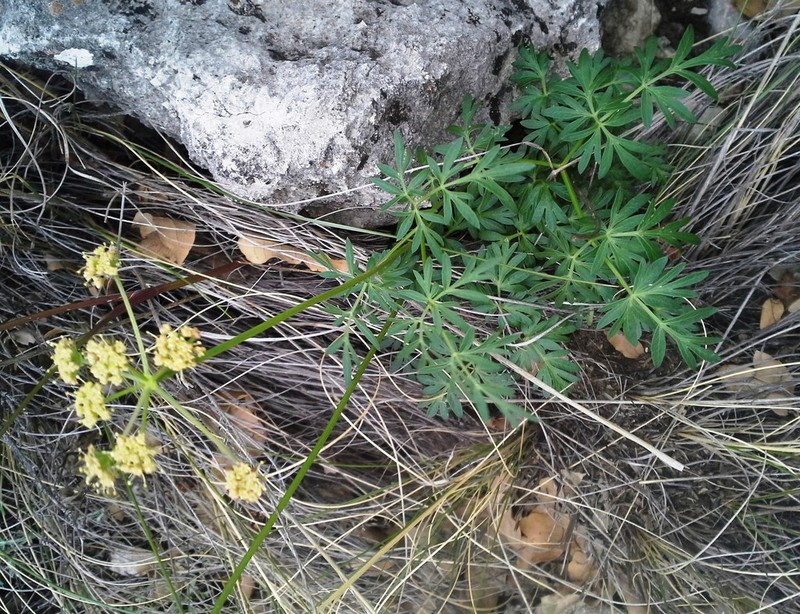Trans-Pecos False Mountainparsley photo 8