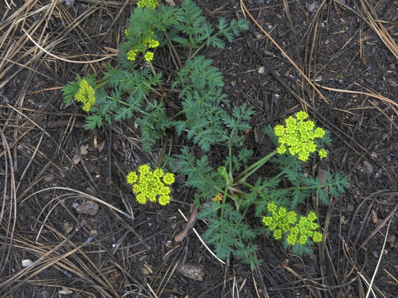 Macdougal's Indian Parsley photo 6