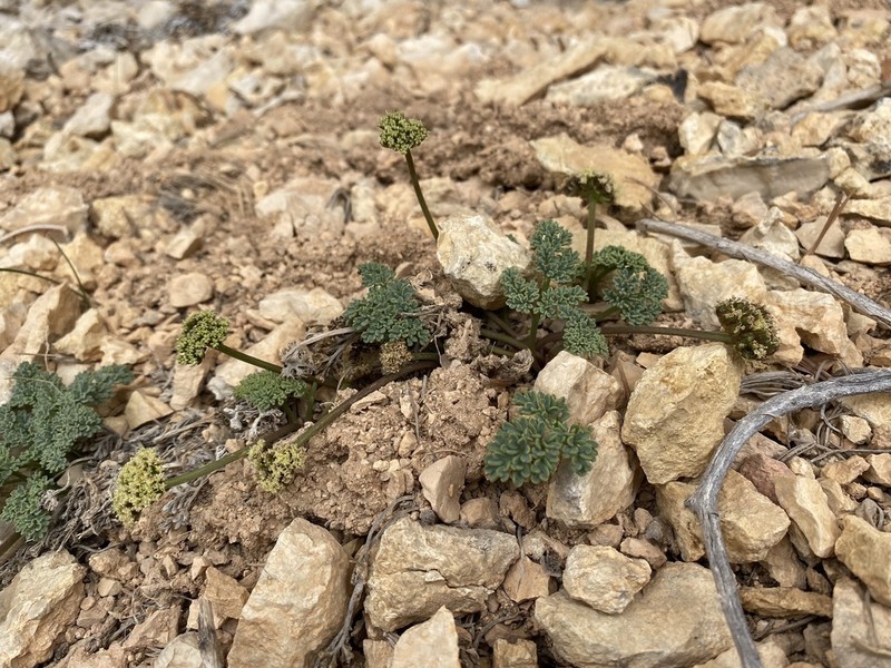 Cedar Breaks Springparsley