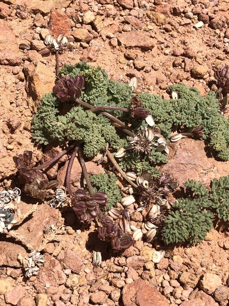 Cedar Breaks Springparsley photo 4