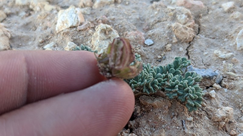 Cedar Breaks Springparsley photo 6