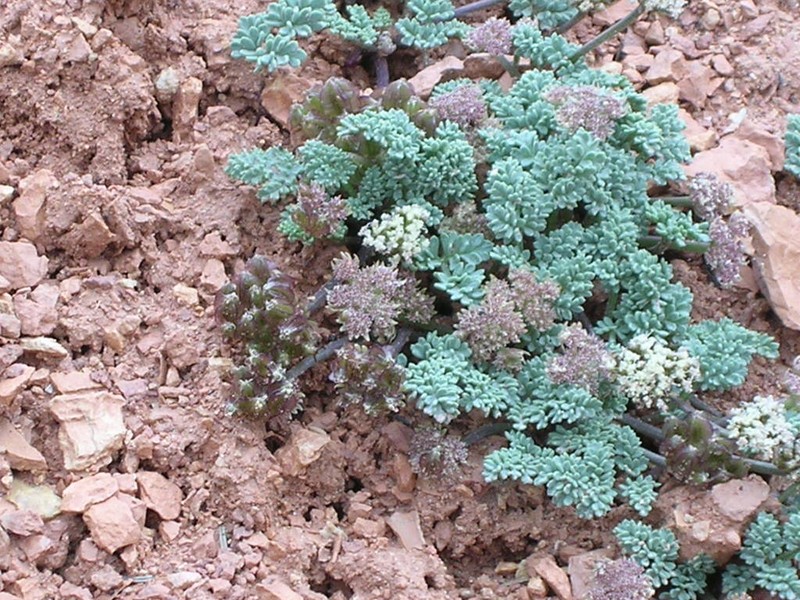 Cedar Breaks Springparsley photo 7