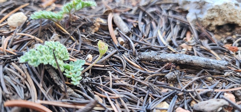 Cedar Breaks Springparsley photo 8