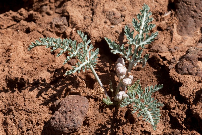 Purplenerve Springparsley