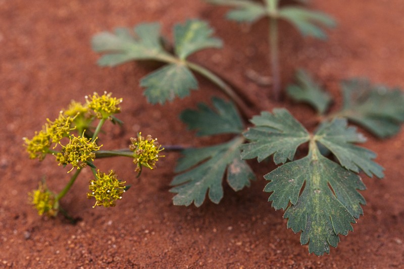 Sweetroot Springparsley