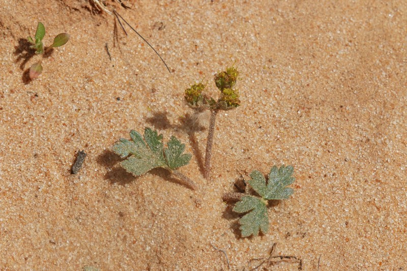 Sweetroot Springparsley photo 5