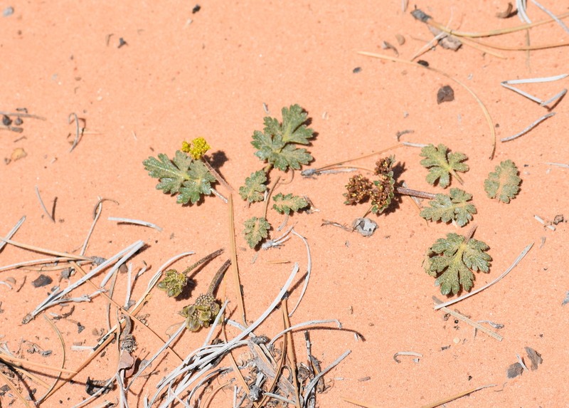 Sweetroot Springparsley photo 6