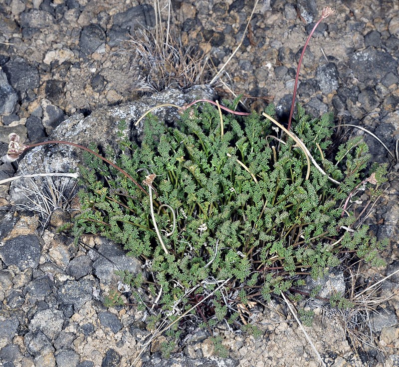 Snowline Springparsley