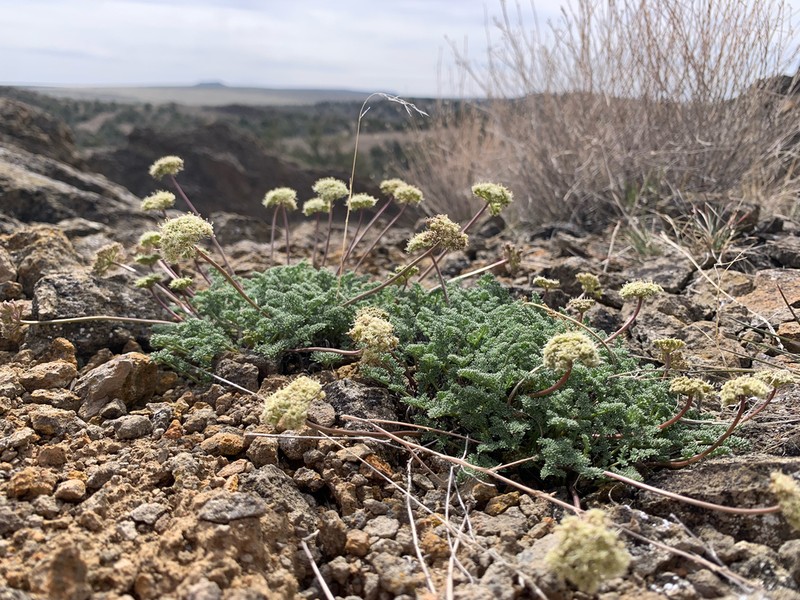 Snowline Springparsley photo 2