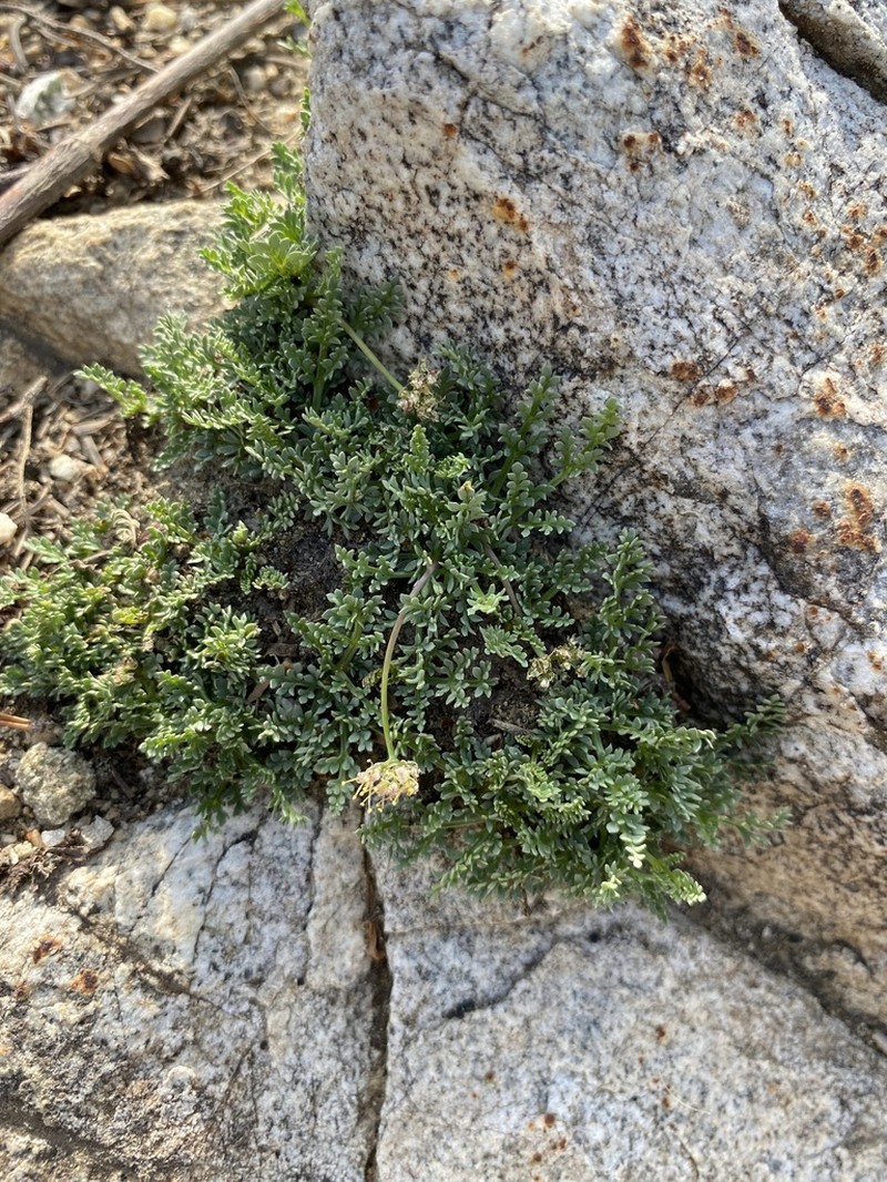 Snowline Springparsley photo 3