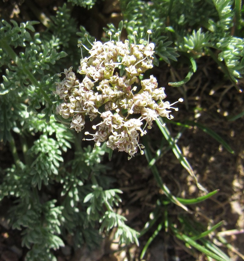 Snowline Springparsley photo 4