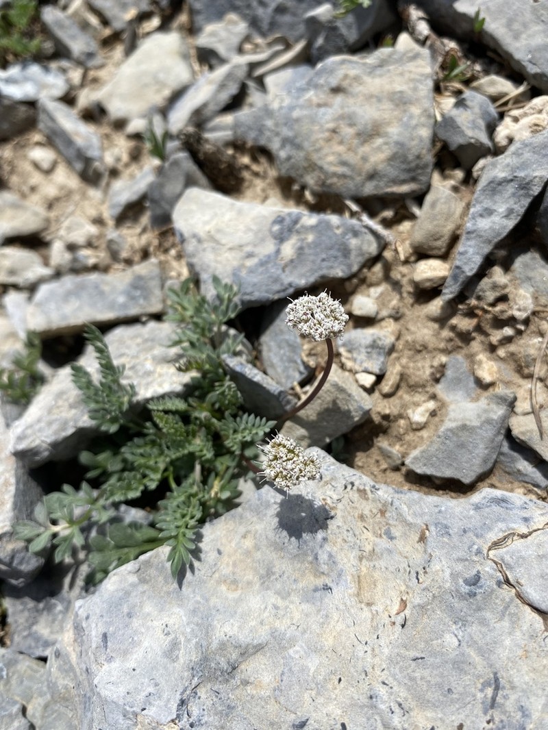 Snowline Springparsley photo 5