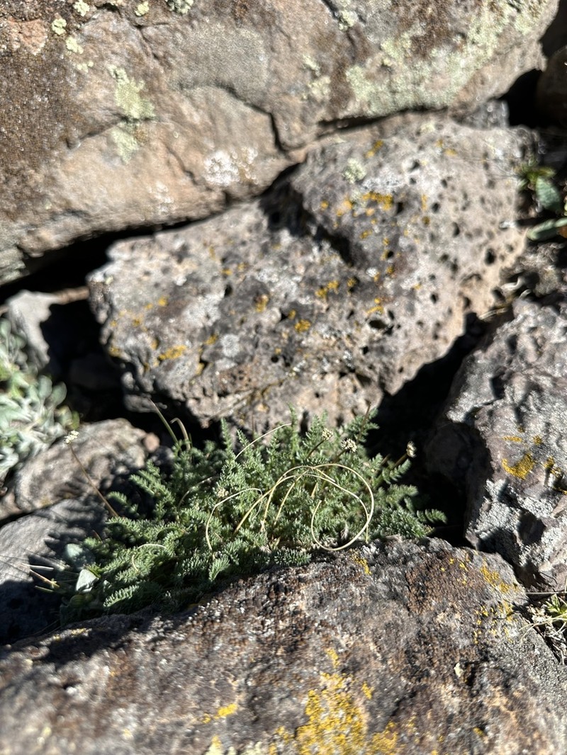 Snowline Springparsley photo 6