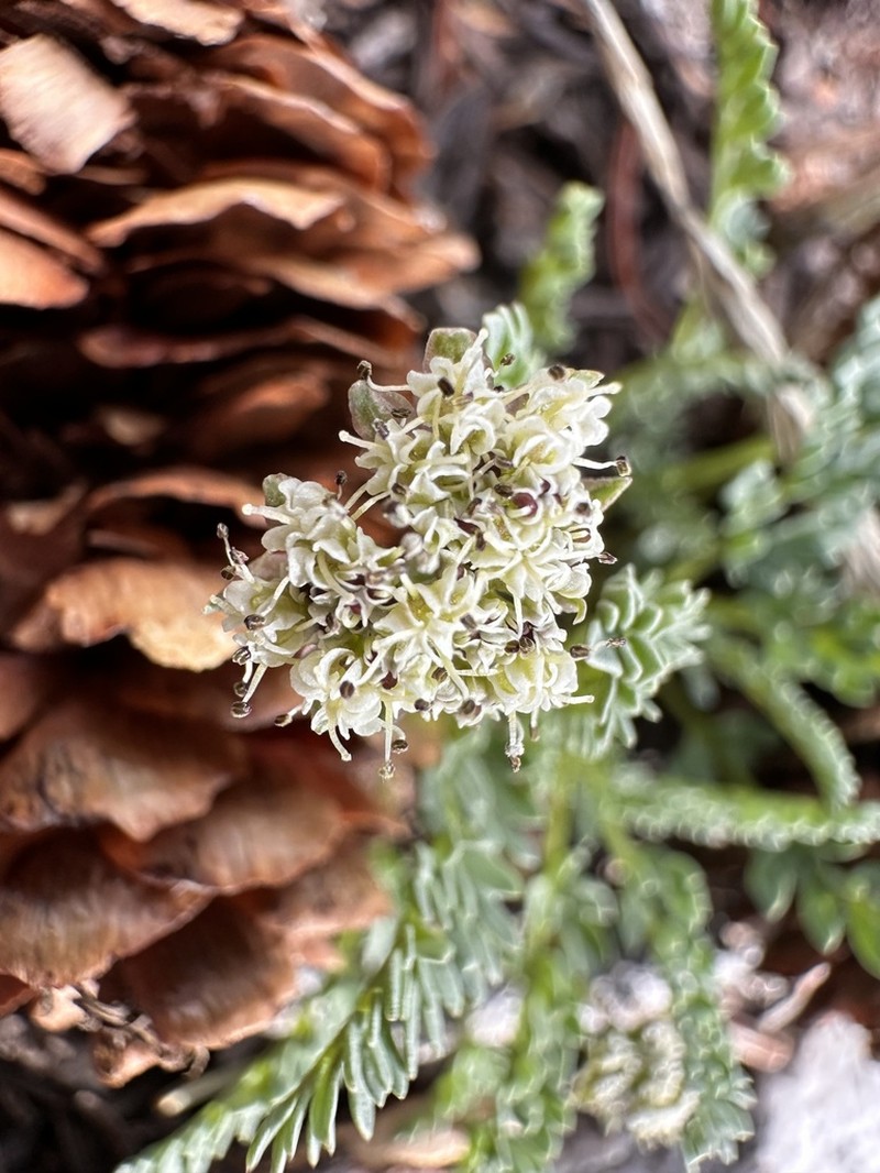 Snowline Springparsley photo 7