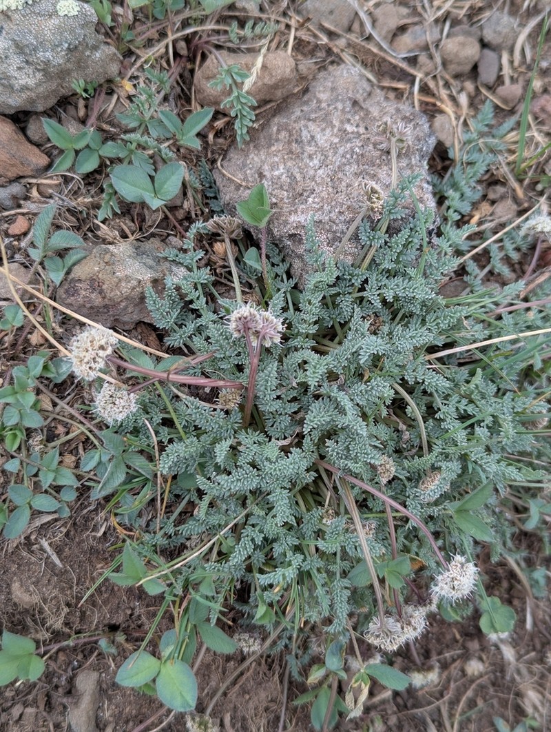 Snowline Springparsley photo 8