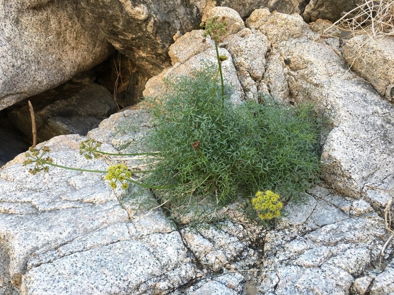 Panamint Springparsley photo 2
