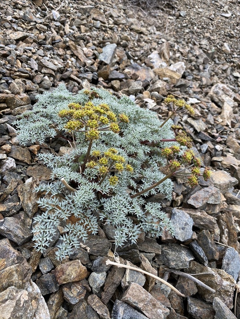 Panamint Springparsley photo 3