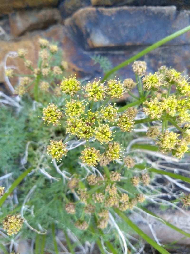 Panamint Springparsley photo 4