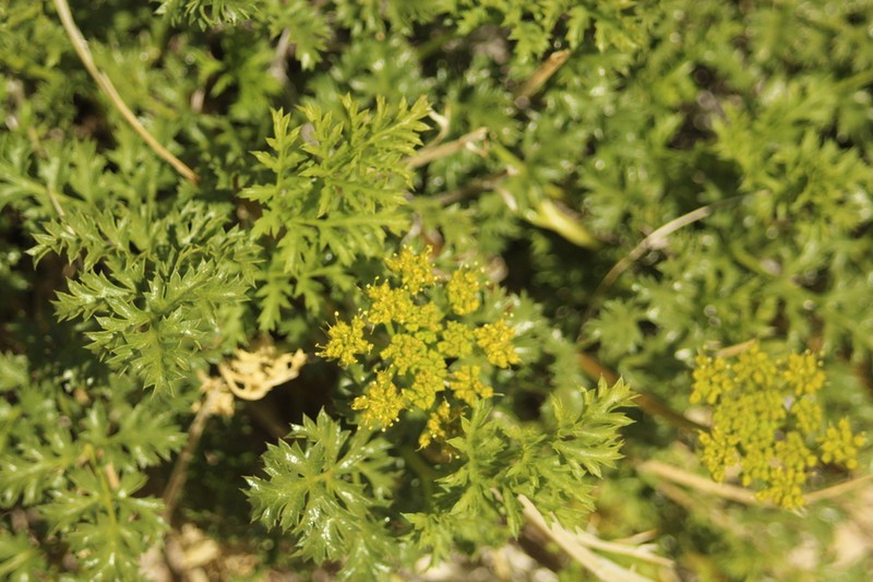 Panamint Springparsley photo 5