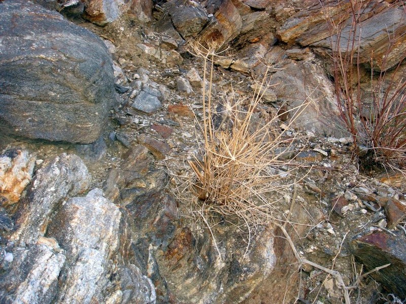 Panamint Springparsley photo 6