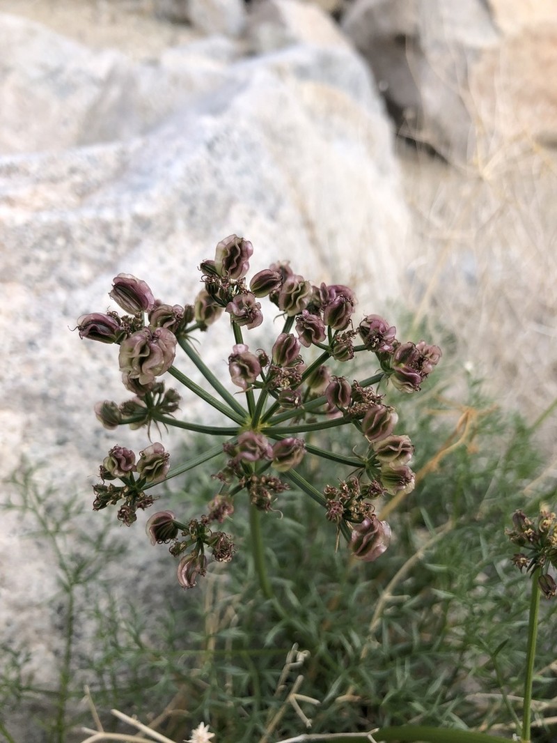 Panamint Springparsley photo 7