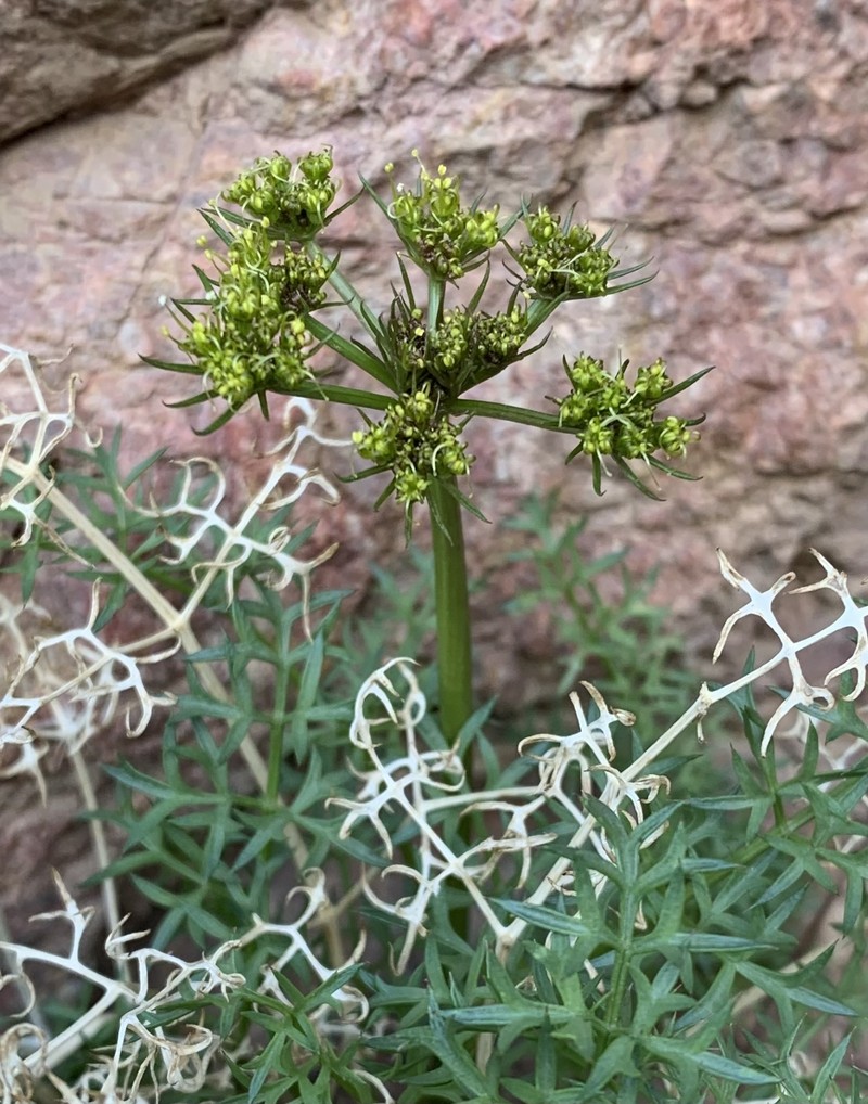 Cymopterus panamintensis var. acutifolius