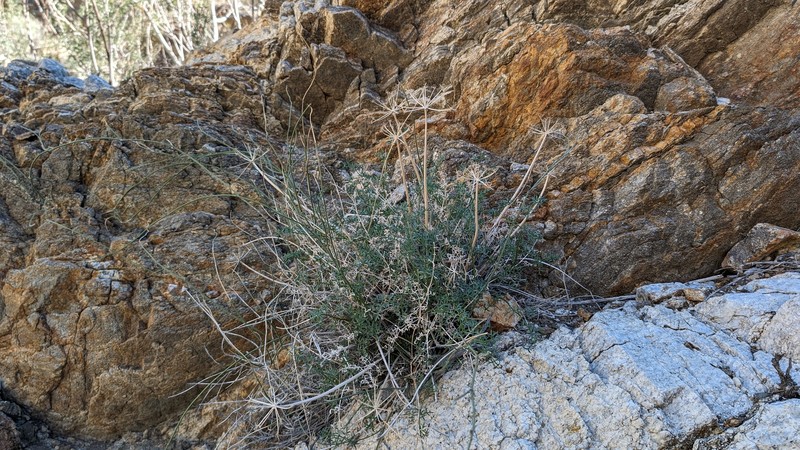 Cymopterus panamintensis var. acutifolius photo 2
