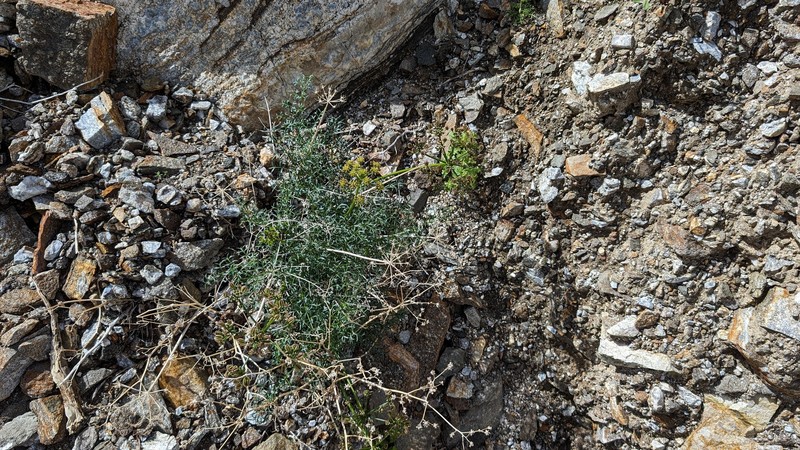 Cymopterus panamintensis var. acutifolius photo 3
