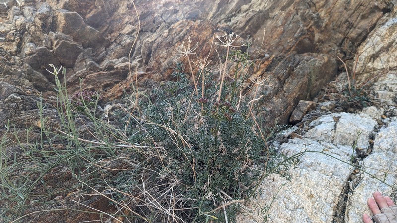 Cymopterus panamintensis var. acutifolius photo 4