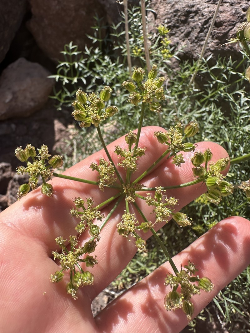 Cymopterus panamintensis var. acutifolius photo 5
