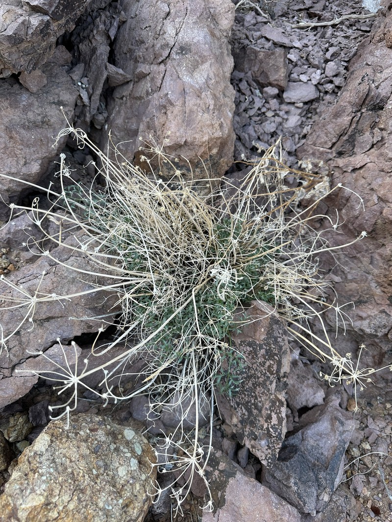 Cymopterus panamintensis var. acutifolius photo 6
