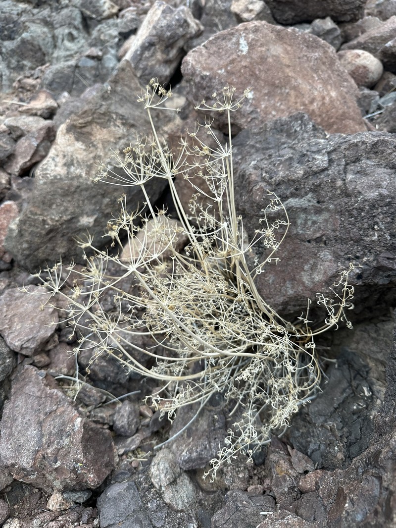 Cymopterus panamintensis var. acutifolius photo 7