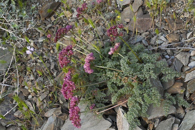 Cymopterus panamintensis var. panamintensis