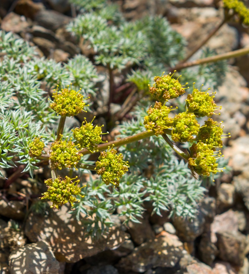 Cymopterus panamintensis var. panamintensis photo 2