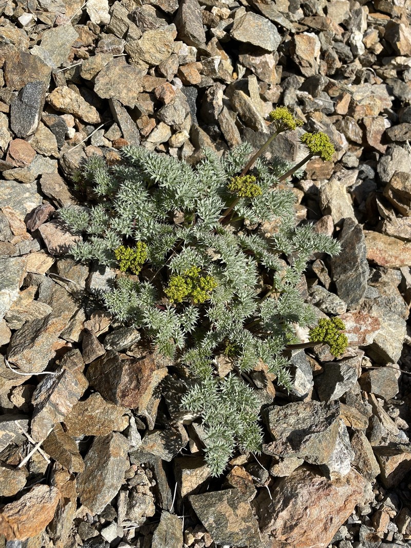 Cymopterus panamintensis var. panamintensis photo 3