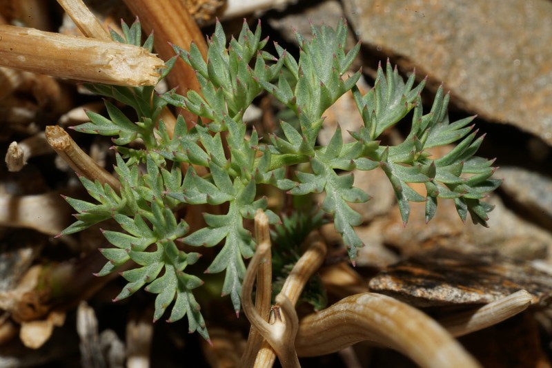 Cymopterus panamintensis var. panamintensis photo 4