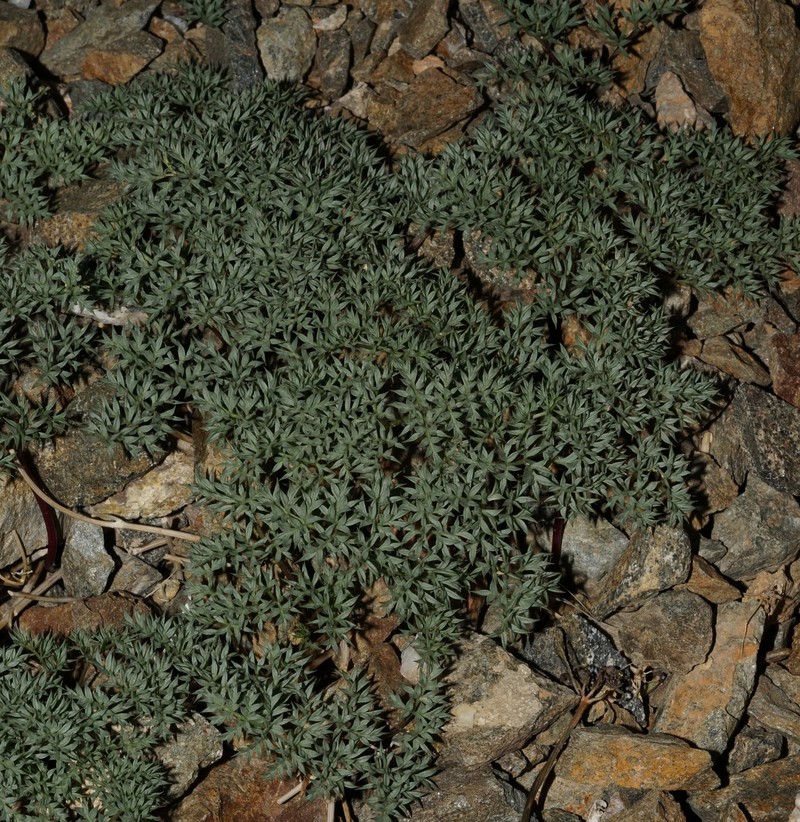 Cymopterus panamintensis var. panamintensis photo 5