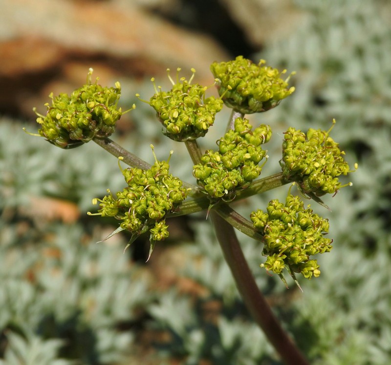 Cymopterus panamintensis var. panamintensis photo 6