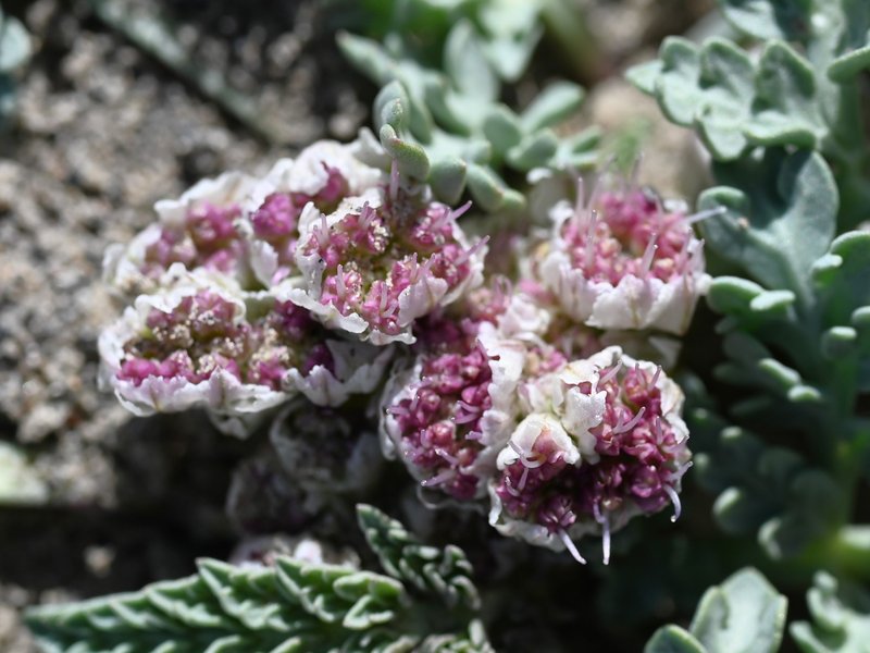 Widewing Springparsley photo 5