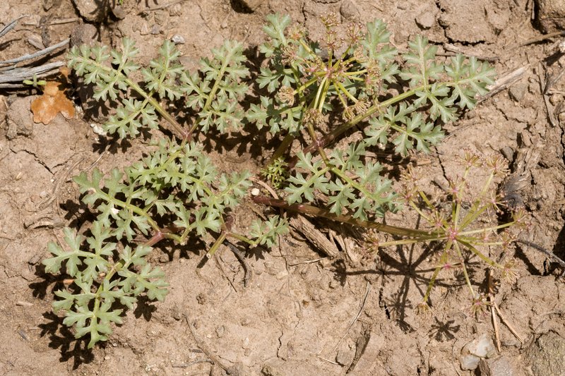 Purple Springparsley