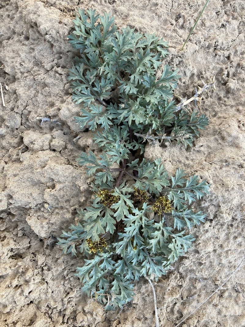 Purple Springparsley