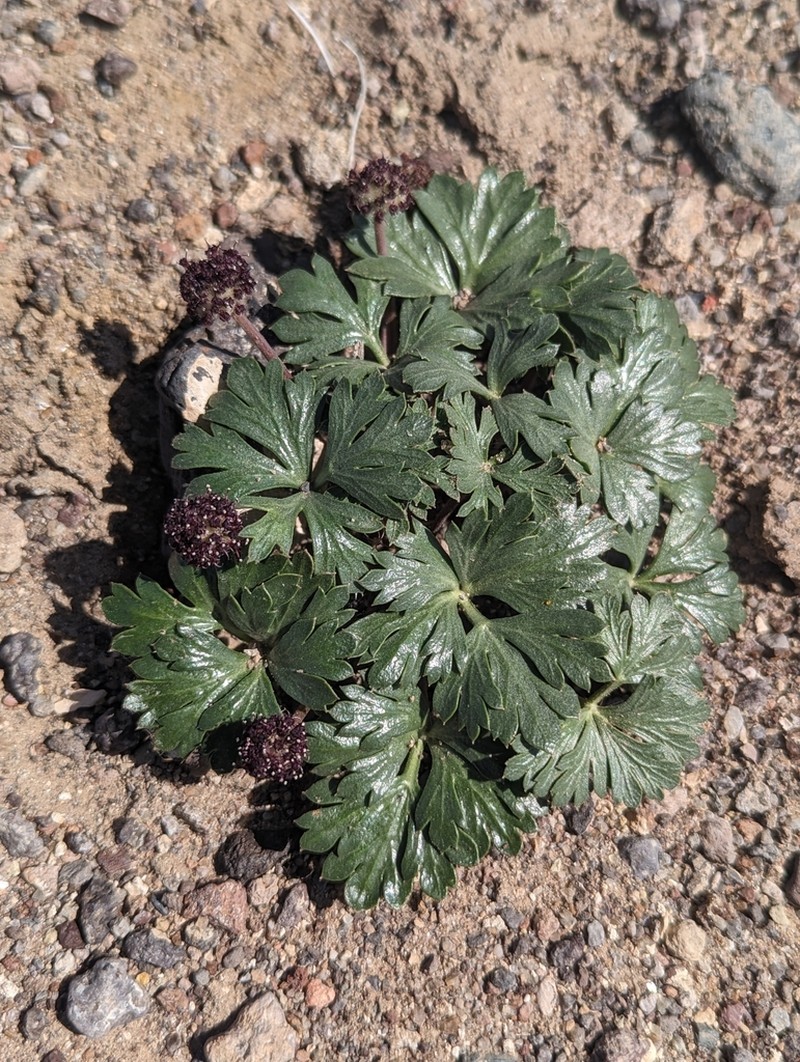 Ripley's Springparsley