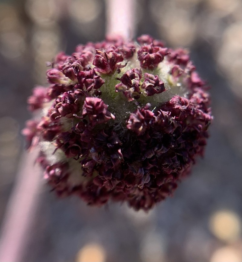 Ripley's Springparsley photo 2