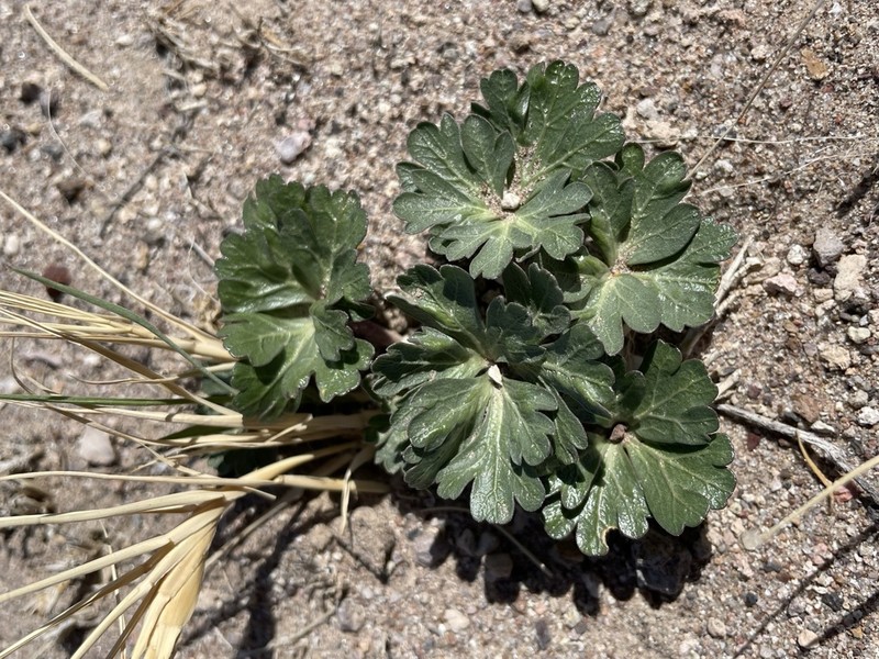 Ripley's Springparsley photo 3