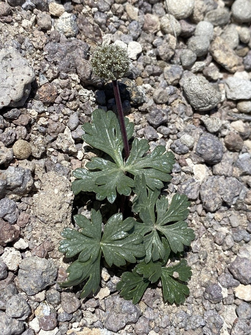 Ripley's Springparsley photo 4